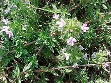 Caraway Thyme (Thymus herba-barona)