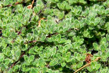 Woolly Thyme (Thymus pseudolanuginosus)