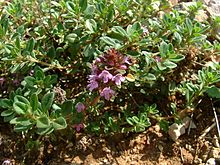 Wild Thyme (Thymus serpyllum)