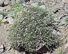 Common Thyme (Thymus vulgaris)