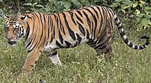 Tiger Fur