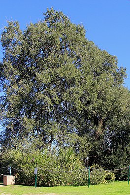 The Treaty Oak