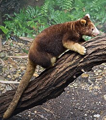 Tree Kangaroo