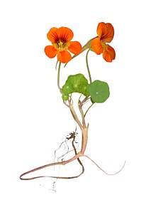 Nasturtium