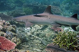 Tubbataha Reefs Natural Park