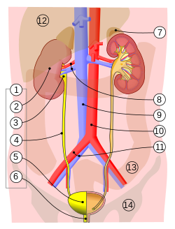 Urinary System