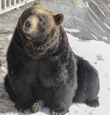 Ussuri Brown Bear