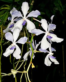 Vanda coerulea