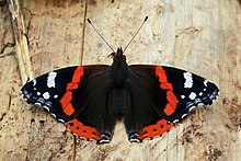 Red Admiral