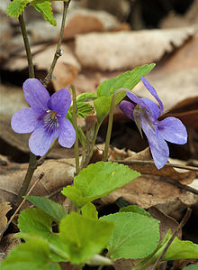 Violets