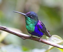 Violet-crowned Woodnymph