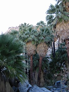 Mexican Fan Palm