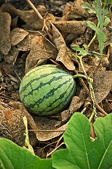 Watermelons