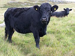 Welsh Black Cattle