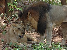 West African Lion