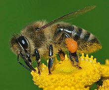 Western Honey Bee