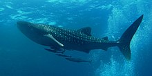 Whale Sharks