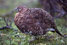 Willow Ptarmigan