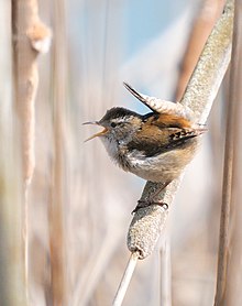 Wren