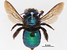 Peacock Carpenter Bee