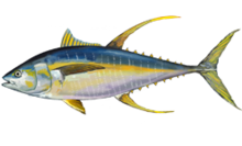 Ahi (Yellowfin Tuna)