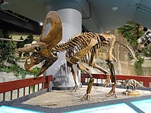 Zuniceratops