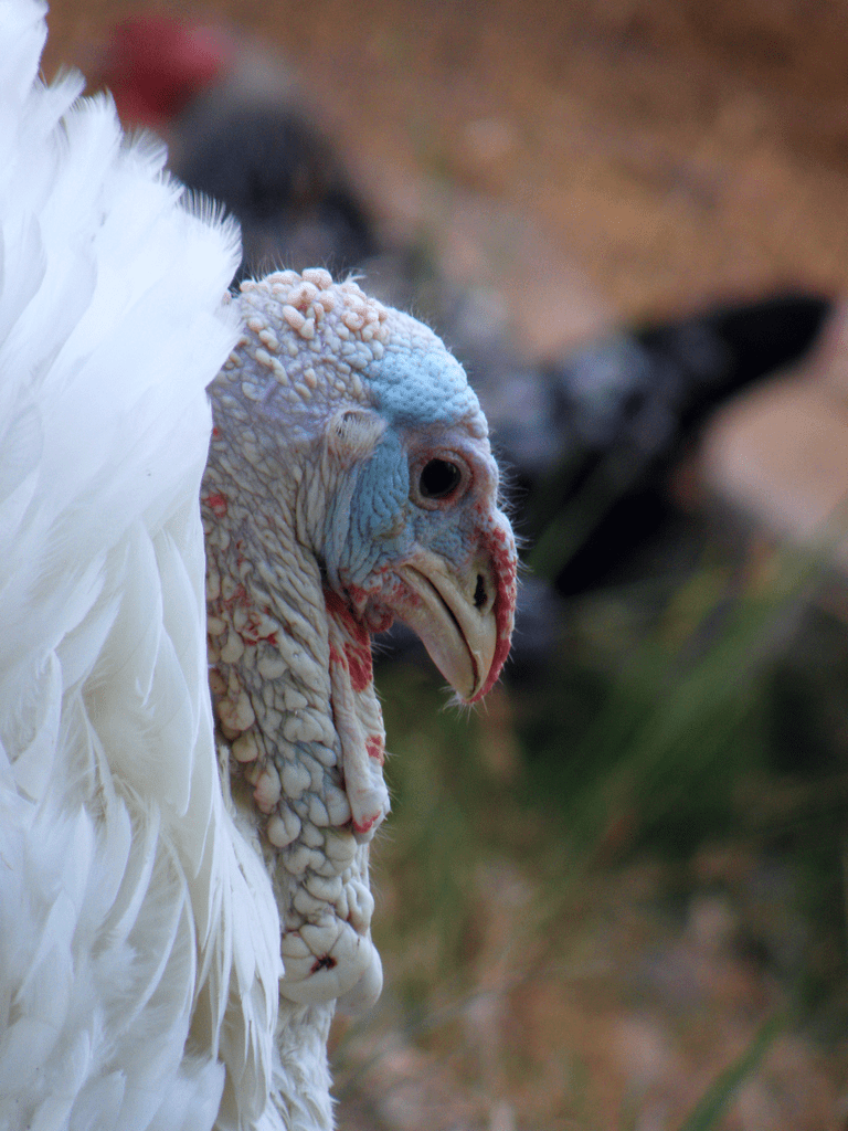 Midget White Turkey