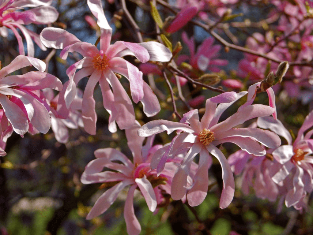 Loebner Magnolia (Magnolia x loebneri)