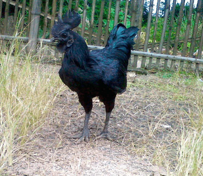 Ayam Cemani