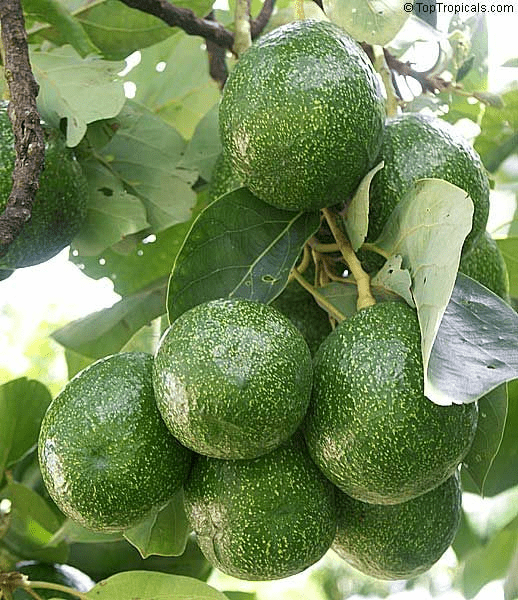 Choquette avocado