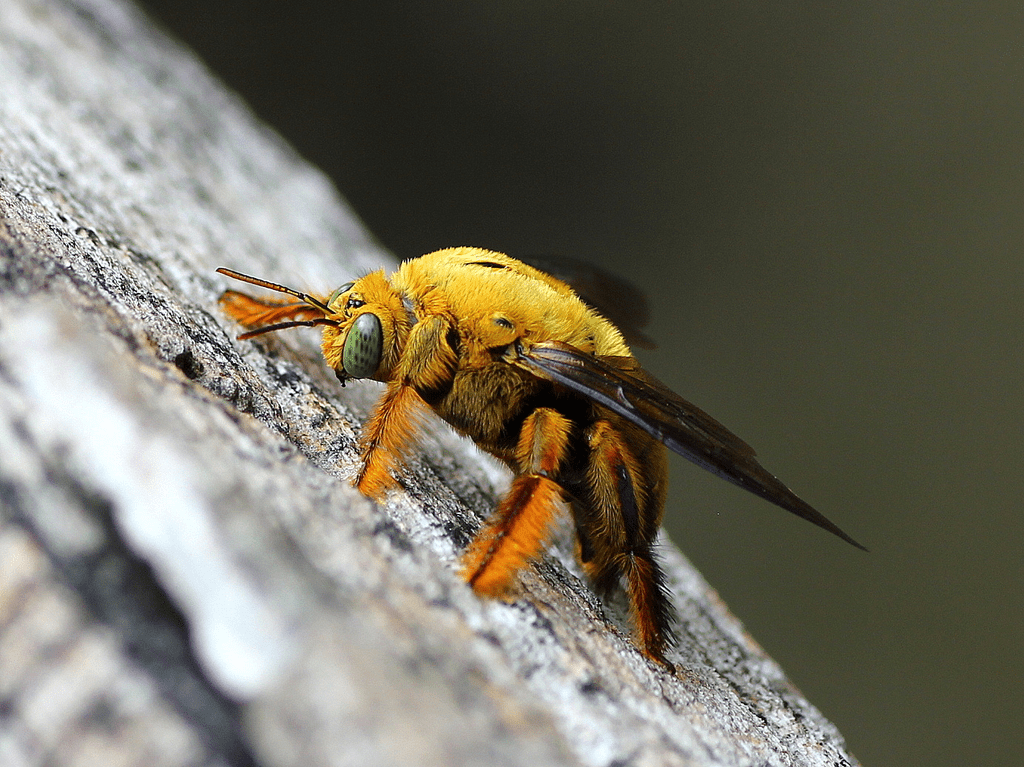 Carpenter Bee (Xylocopa species)