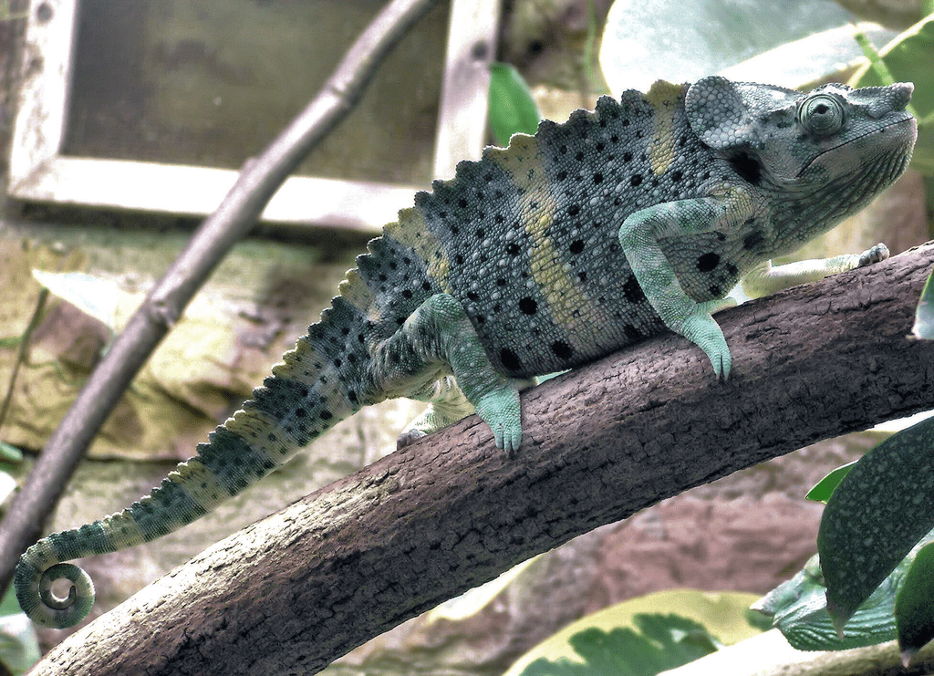 Meller's chameleon