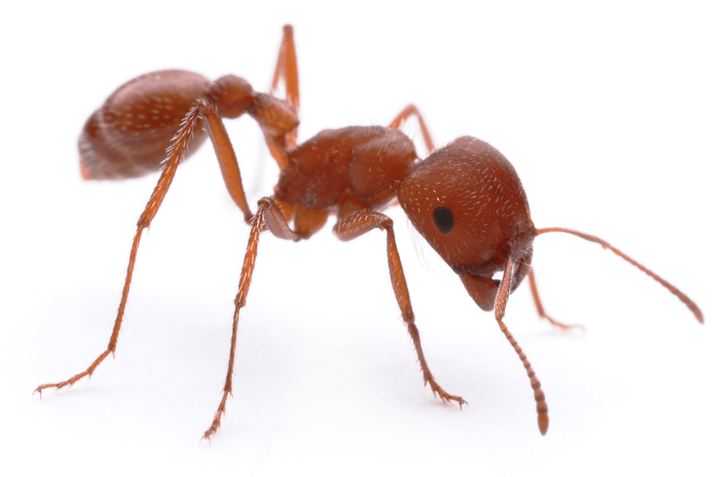 Harvester ant (Pogonomyrmex spp.)