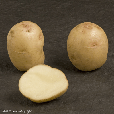 British Queen Potato