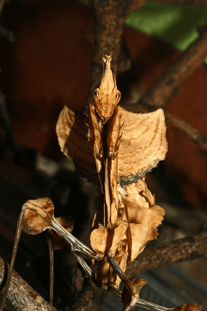 Devil's flower mantis (Idolomantis diabolica)