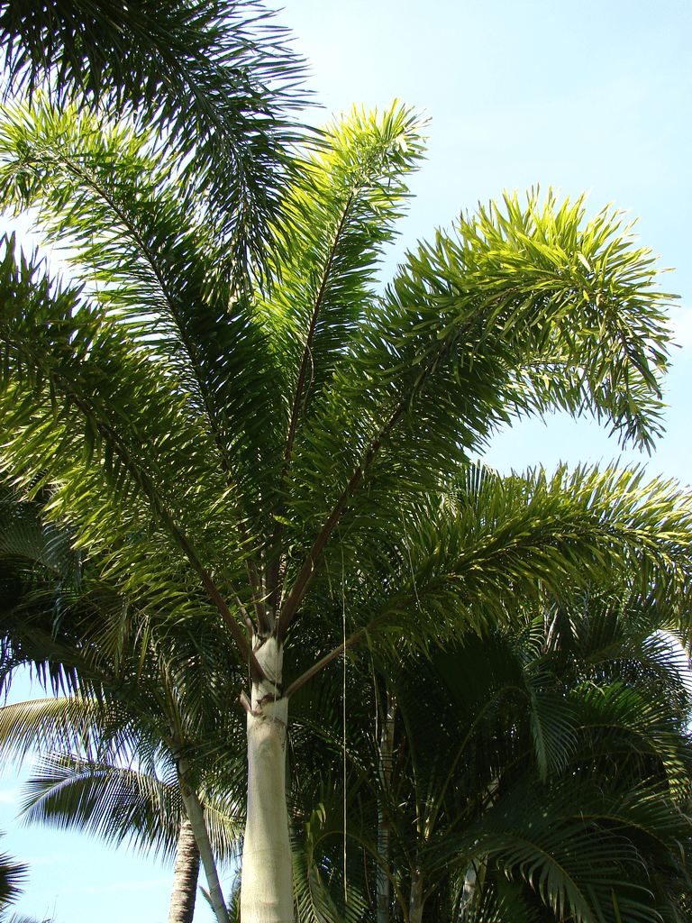 Foxtail Palm (Wodyetia bifurcata)