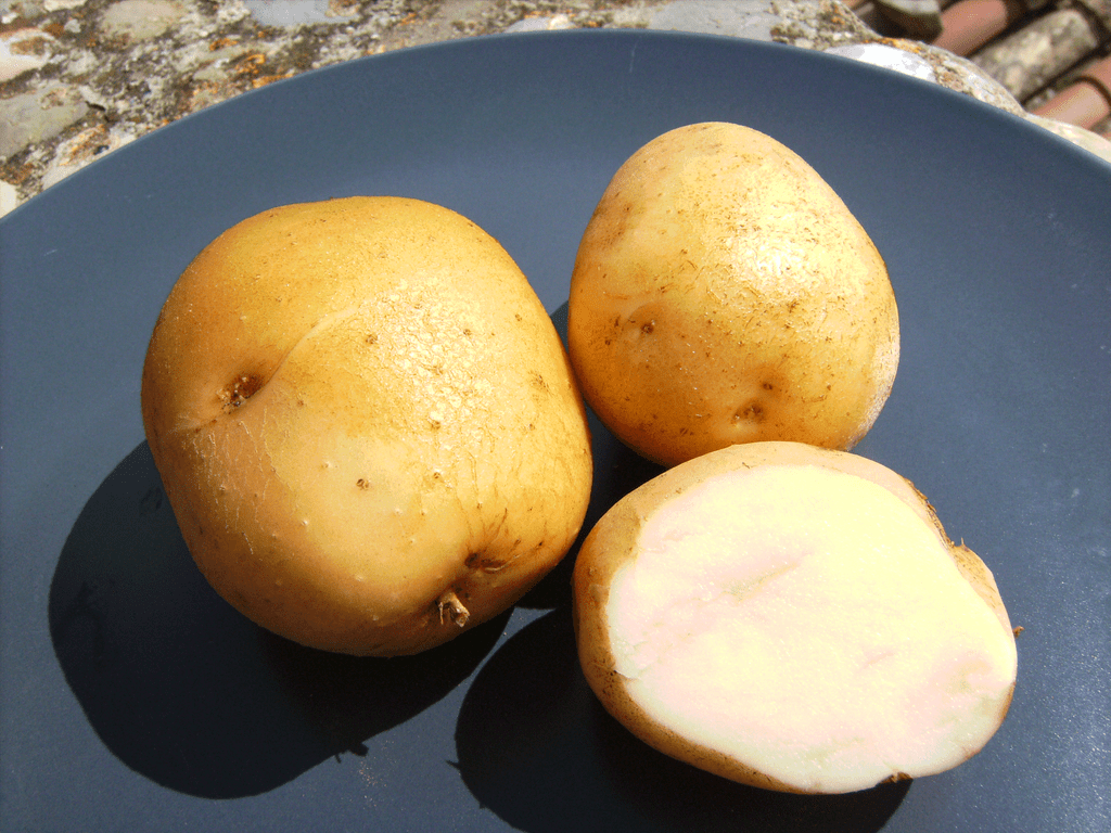 Kennebec potato