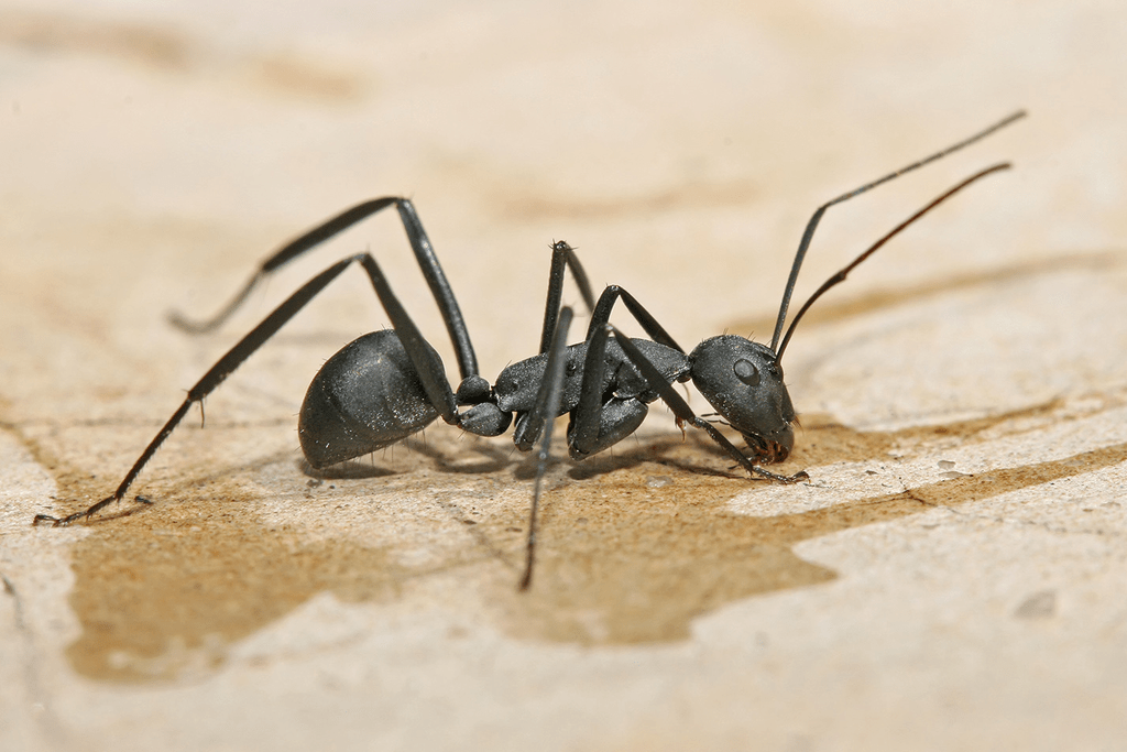 Carpenter ant (Camponotus spp.)