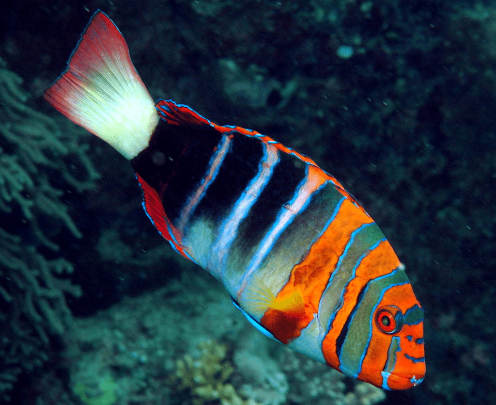 Harlequin Tuskfish (Choerodon fasciatus)