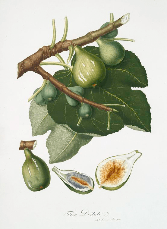Kadota Fig Tree
