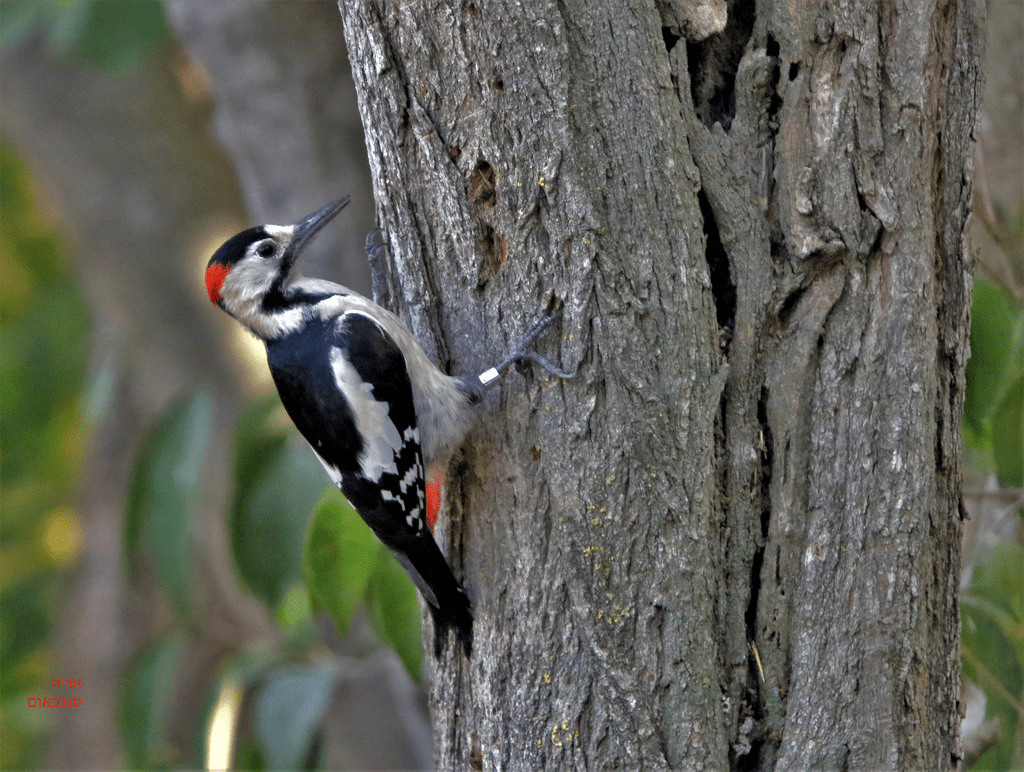 Syrian woodpecker