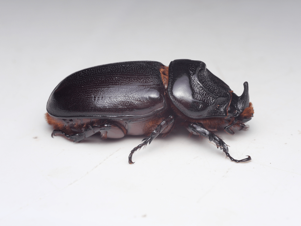 Rhinoceros beetle (Dynastinae)