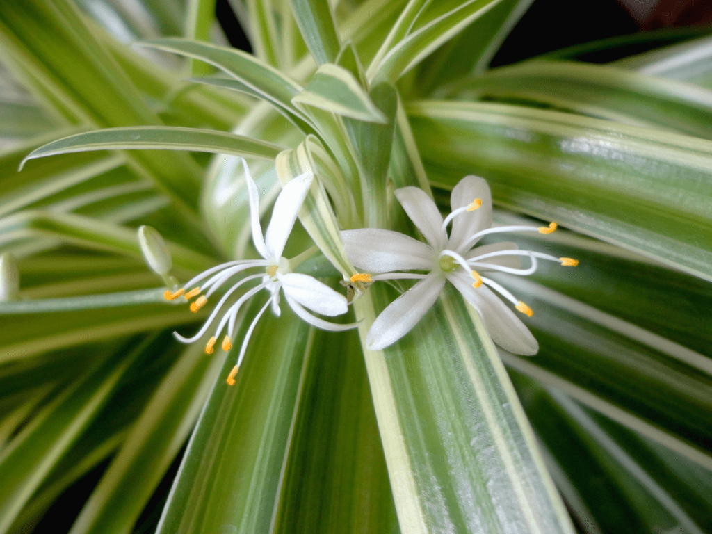 Spider Plant - Chlorophytum comosum