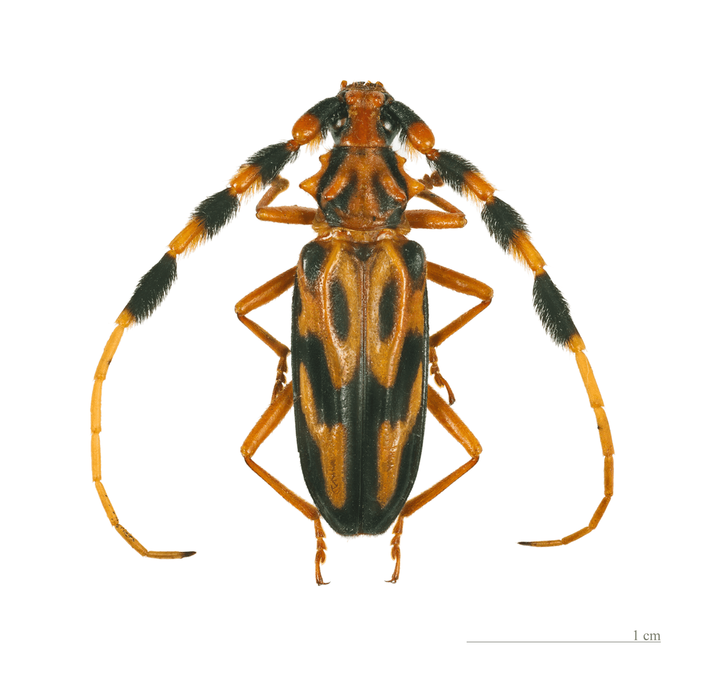 The Longhorn Beetle (Cerambycidae family)