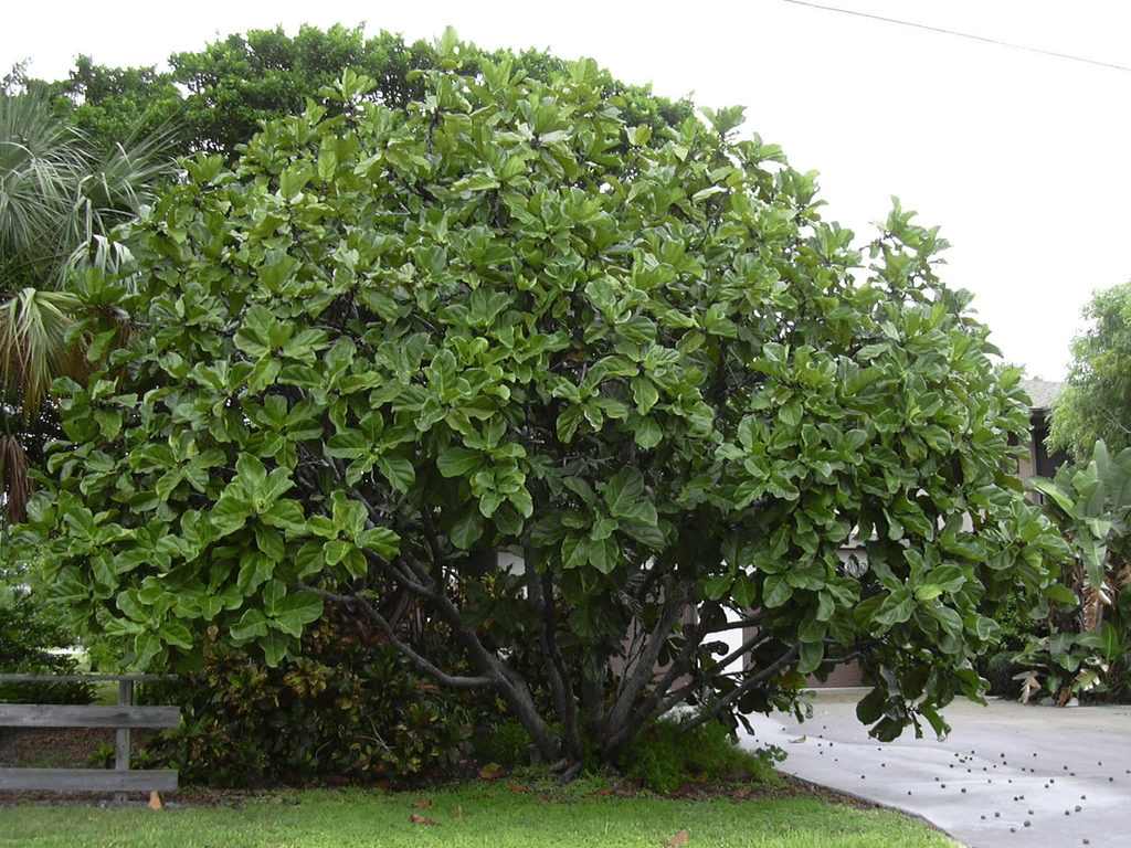 Fiddle-leaf fig