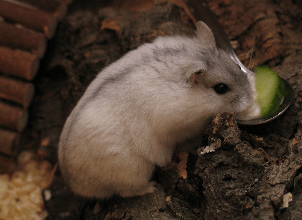 Dwarf Winter White Russian hamster