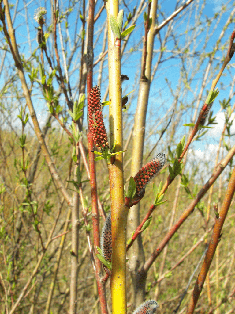Purple Osier Willow (Salix purpurea)