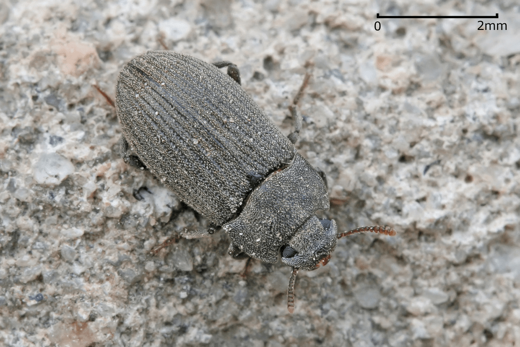 Darkling beetles (Tenebrionidae)