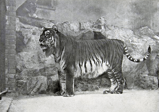 Caspian tiger