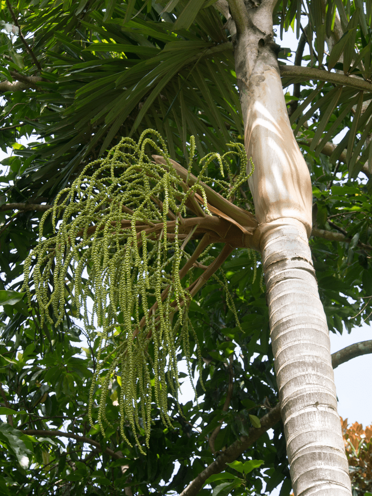 Areca Palm Tree (Dypsis lutescens)